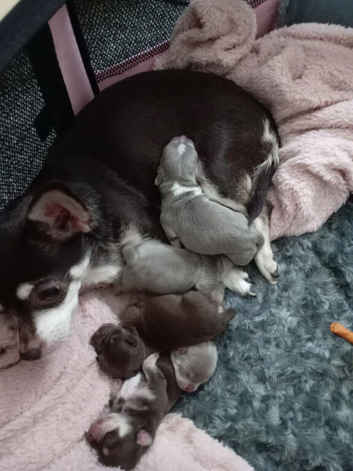 Gorgeous kc registered Chihuahua puppies Chocolate Blue Lilac
