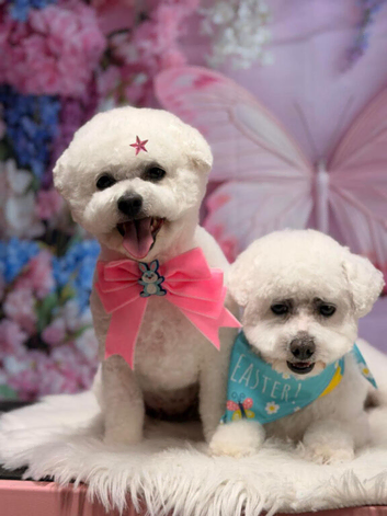 Kc Bichon Frise