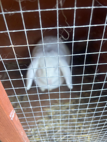 White female rabbit