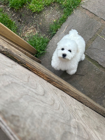 Bichon Frise (only one little girl left)
