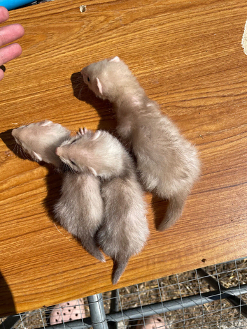 Sandy x black self ferret kits 5 HOBS LEFT