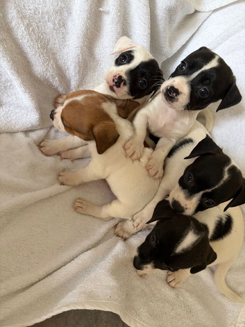 Jack Russell puppies for sale