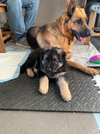 ️ Family Raised ️ Straight Backed German Shepherd Puppies