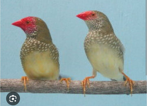 Pair starfinch