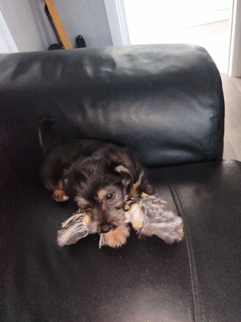 9 week old jackapoo boy rdy now