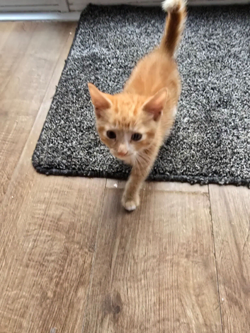2 ginger boys avalible due to time wasters