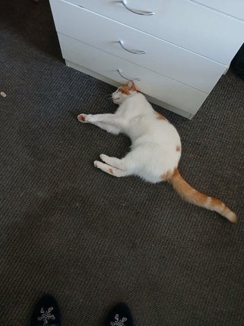 White and ginger cat.