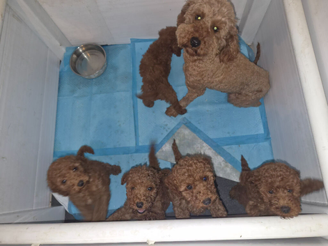 Miniature Poodle puppies