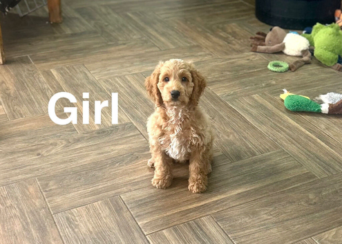 Gorgeous puppies ready for family homes