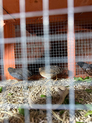 Button Quail