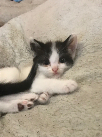 3 kittens for sale