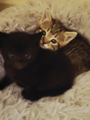 Tabby and black avaliable