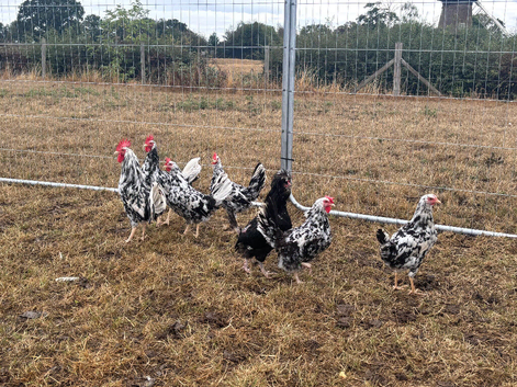 Exchequer leghorn pair