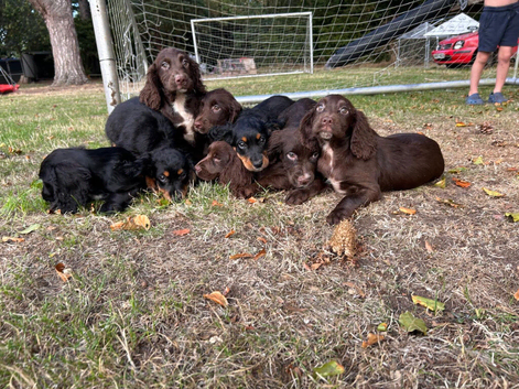Cocker spaniel pups