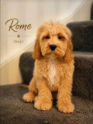 American Cockapoo -Trained - Health tested Parents
