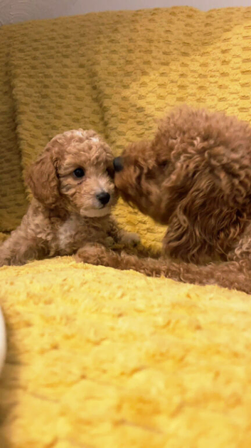 ONLY 1 LEFT Beautiful Cavapoochon Puppies