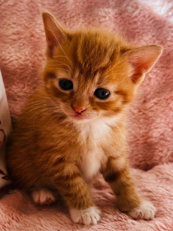Mainecoon x