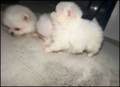 Adorable Pomeranian Puppies Ready for Loving Homes