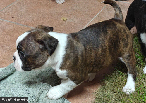 Beautiful Boston Cross Puppies Looking for Their New Forever Home