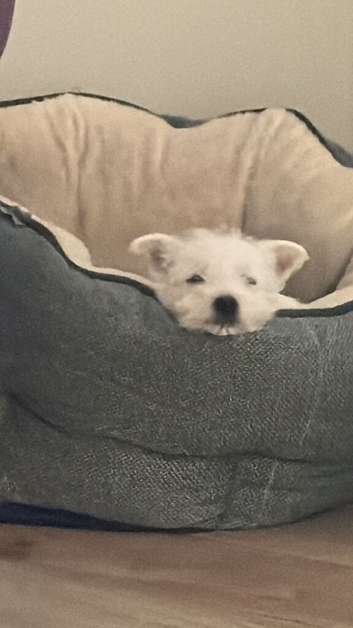 Beautiful West Highland Terrier puppies.