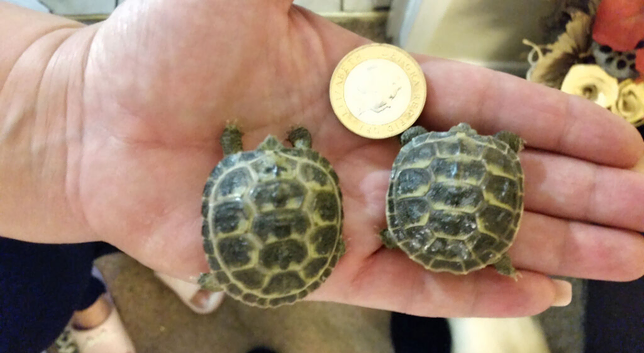 Baby horsefield tortoises