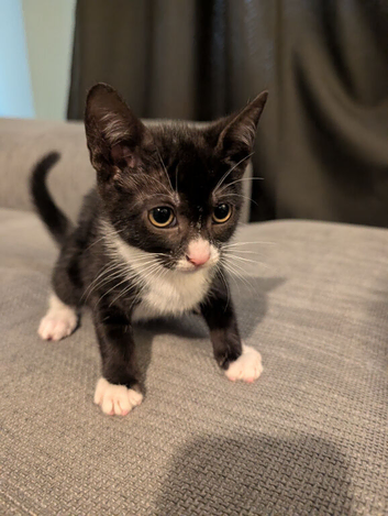 Black & White Tabby Kittens