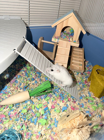 Dwarf hamster