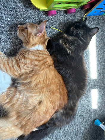 Two cats for sale (brother and sister)