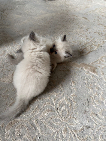 Ragdoll kittens for sale