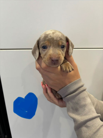 Stunning Miniature Dachshund pups