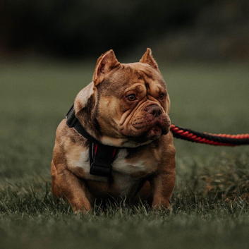 micro bully stud for sale