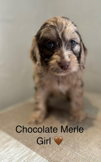 Stunning Cockapoo Puppy&rsquo;s - Ready Now!