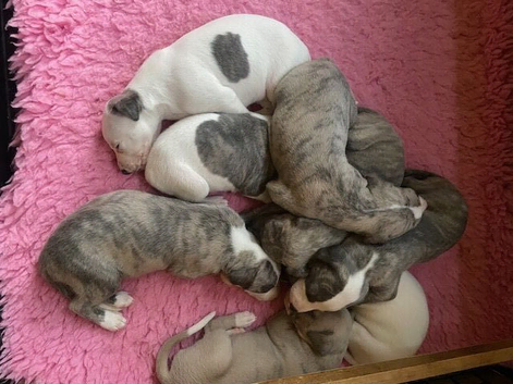 Stunning Pedigree Whippets Boys and Girls