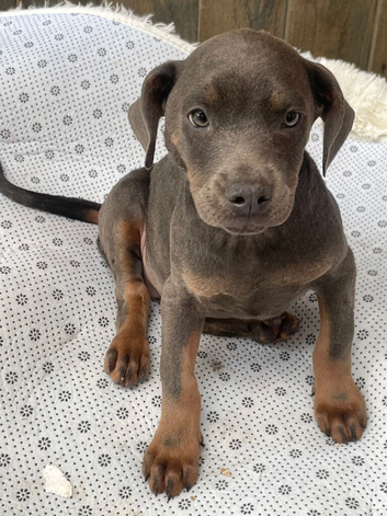 Stunning girl French bulldog x Dobermann