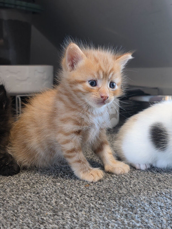 Adorable ragdoll x kittens
