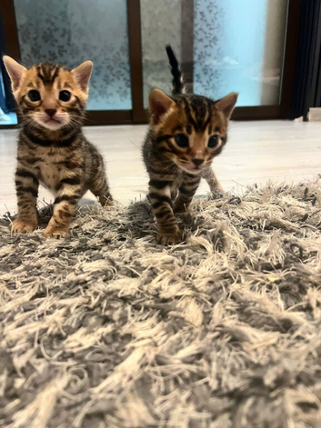 Bengal kittens with pedigree