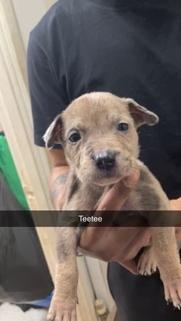 Mixed breed puppies for sale