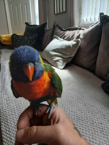 Beautiful hand tamed rainbow lorikeet for sale
