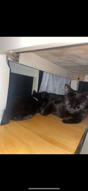 Two fluffy kittens