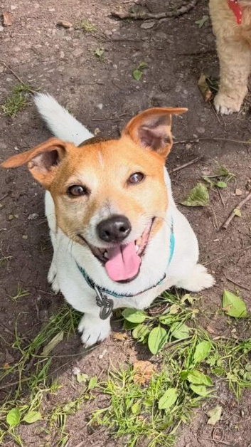 Ronnie the jack russell for stud only