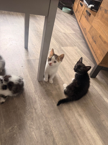 Bengal cross kittens