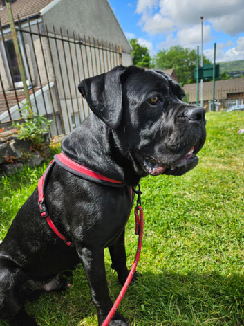 Zeus 7 month old cane corao