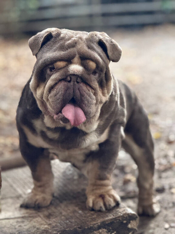 1 male available Eddie proven stud 1 female available