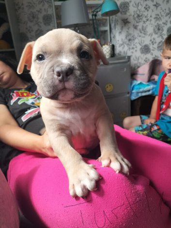 Pocket bully pups