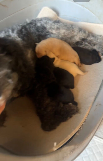 Labradoodle pups