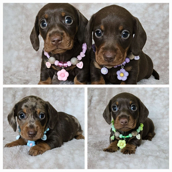 Gorgeous smooth mini dachshunds