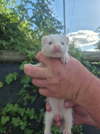 Adorable and well handled baby ferrets