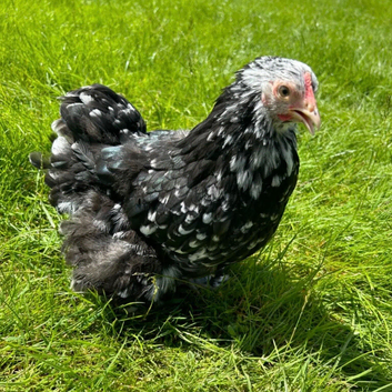 Pekin bantams youngsters