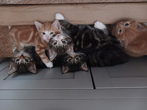 5 boy kittens for sale