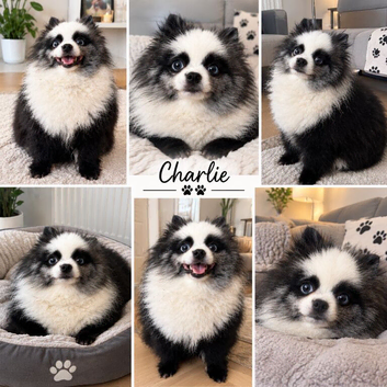Merle girl pom panda colours 3 year old